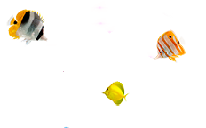 Poissons couleur